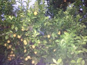 Citrus trees and the smells in the air were incredible